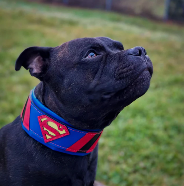 "Superdog" Halsband